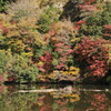 紅葉見てきた。三島湖