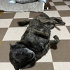 ネェネの運、甲斐犬の不運。