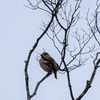 🦜野鳥の回【11】🆕　シメ（鴲）の雌