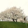 酒津の桜