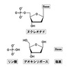 番外編1 技 へんしん から広がる妄想 Unripe 番外編1 技 へんしん から広がる妄想 Unripe