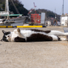 家島諸島のねこさん