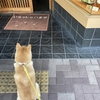 うどん屋さんの中に入ってみたい柴犬