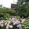 本土寺の紫陽花