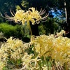 24年10月の府立植物園のお話。