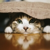 このブログについて