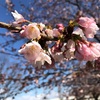 #汐入公園の桜2025春