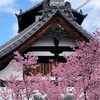 小鳥と桜🌸