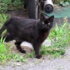 ６月１４日中野区江原町から練馬区栄町までの猫さま散歩