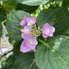 庭先の花