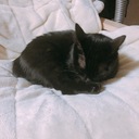 ジョバンニとねこ