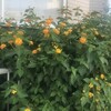 Lantana