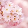 桜の種類と満開から散るまでの期間は？桜を使った名言の意味は？