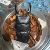4月度フィリピン便