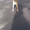 犬の捕獲も多い吉原