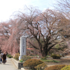 　山梨県北杜市と韮崎市の桜　