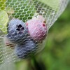 肥満気味のヒヨドリとイソヒヨドリ・・・投票所への離陸速度がまだ足りないワガハイ