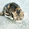 Cats living on the South Island.