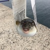 ちっちゃいフグばっか🐡