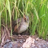 カイツブリの卵が無事に孵りますように