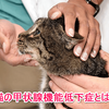 猫の甲状腺低下症の原因と予防法！治し方は？