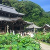 三室戸寺の紫陽花