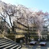 【京都】【御朱印】『大石神社』に行ってきました。 桜 京都観光 京都旅行 女子旅 京都桜