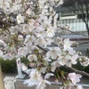 桜の開花宣言が出たと思ったら一気に咲きました。