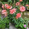 花もわが身も。。