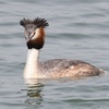 高梁川の野鳥たち