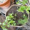 野菜苗の定植とリモコンカバー交換