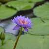 睡蓮その１（水生植物公園みずの森）