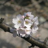 例年より７日早く桜の開花宣言がでた