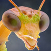 インドネシアの写真家が撮影した異星人に見える昆虫 