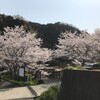 満開の桜に鯉のぼり、當麻の里で眺めてきました！