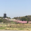 備中国分寺の桜と桃&#127800;