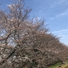 年度末最終ジョグを花見ランで締める