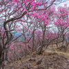 赤城　アカヤシオ咲く駒ケ岳南東尾根