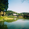 桜花の称名寺