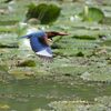 ２０１３年野鳥回顧カレンダー