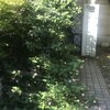 Lantana