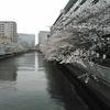 大横川の桜2016年