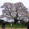 樹齢1,000年　醍醐桜、散り際
