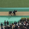 東京競馬8R シャングリラ賞 パドック直前予想 ◎15 フィールザプリティ