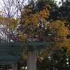 12月半ばの藤棚
