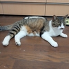 『ボジョレー猛暑』にスイカは耐えられるだろうか。