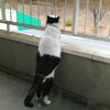 ねこちゃんはねこ様から学ぶ！