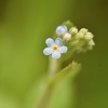 野草といっしょ52 キュウリグサほか