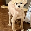 犬　高脂血症　再検査