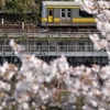 2.東京の桜